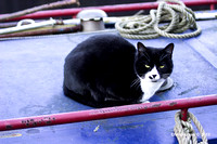 The Ship's Cat