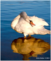 Preening Swan