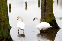 Confused Swans