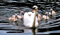 Mum takes New Family for a Swim