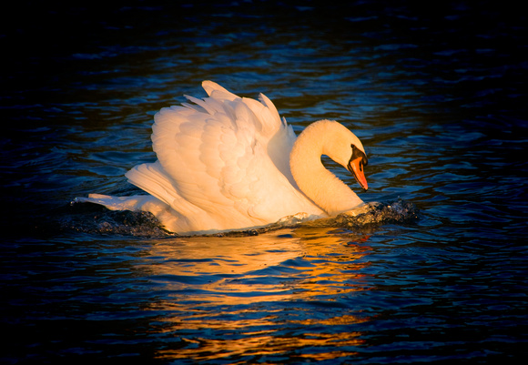 Graceful Swan cruising on the Thames