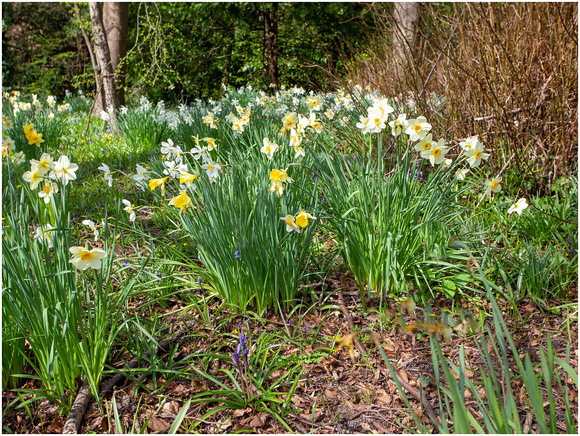 Wild Daffodils