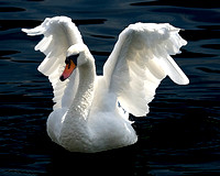 Swan with Angels Wings