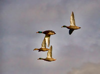 A Squadron of Ducks