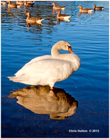 Statuesque Swan