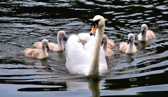 Mum takes New Family for a Swim