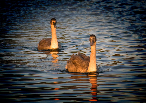 Curious Young Cygnets